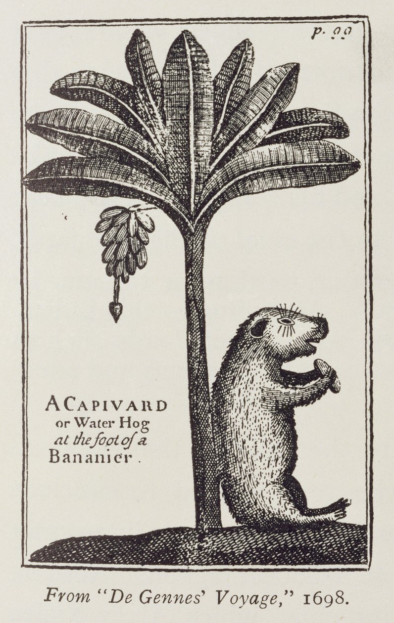 Kapiwar lub wieprz wodny u stóp bananiera, z „Podróży do Cieśniny Magellana” de Gennes, autorstwa Sieur Frogera, 1698, z „Romansu nad rzeką Plate”, tom. I, WH Koebel, 1914 autorstwa American School