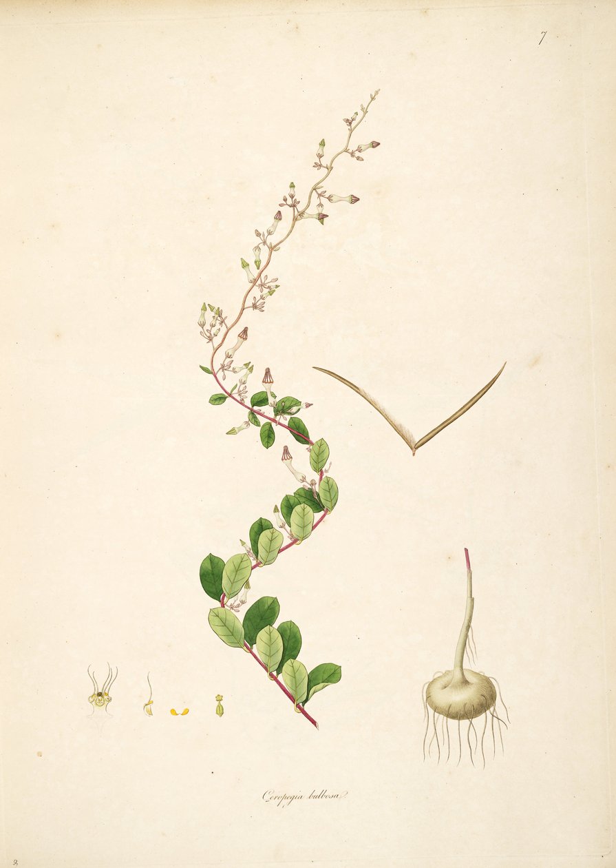 Ilustracja Ceropegia bulbosa, Apocynaceae, Asclepiadoideae autorstwa anonymus