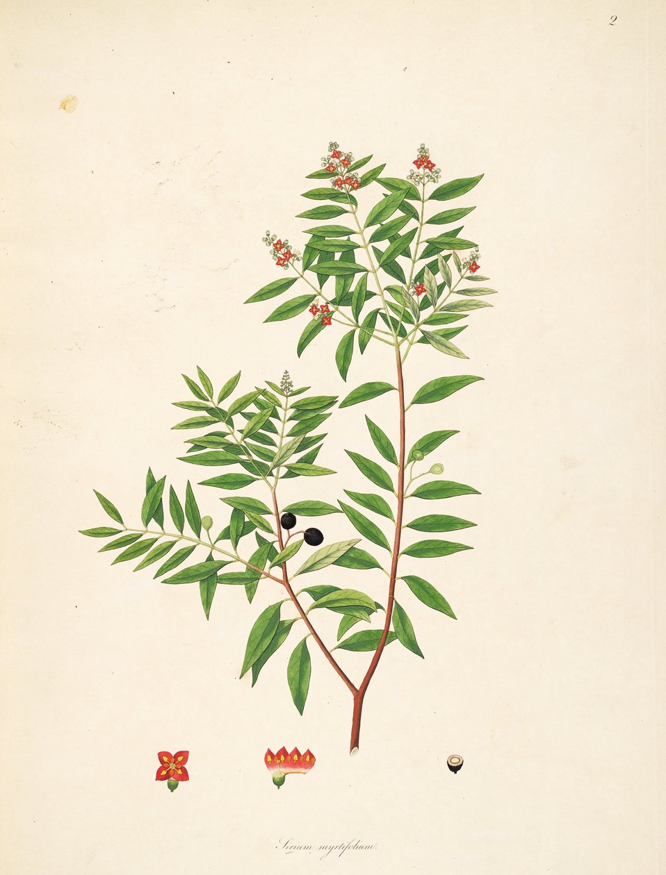Ilustracja Sirium myrtifolium (= album Santalum), Santalaceae autorstwa anonymus