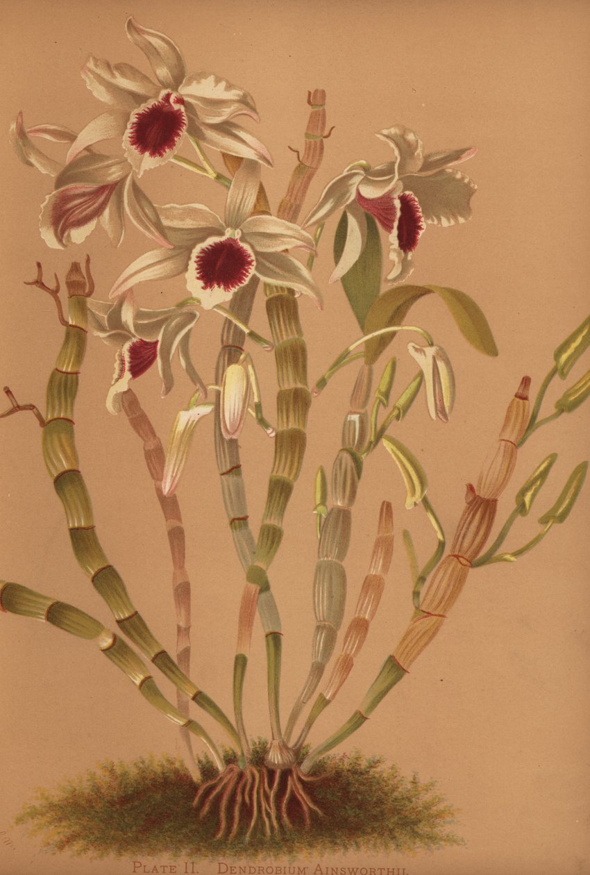 Ainsworths hybrydowa orchidea dendrobium, Dendrobium x ainsworthii autorstwa Unknown