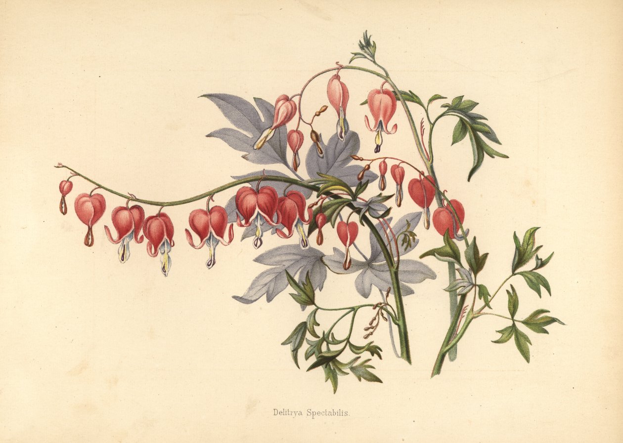 Azjatyckie krwawiące serce, Lamprocapnos spectabilis (Delitrya spectabilis) autorstwa Unknown