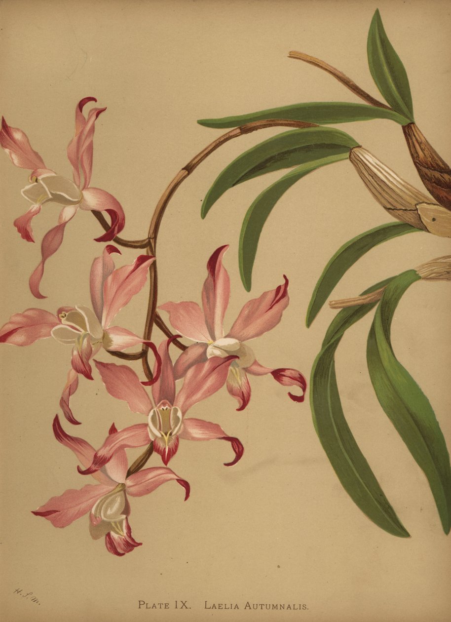 Jesienna orchidea laelia, Laelia autumnalis autorstwa Unknown