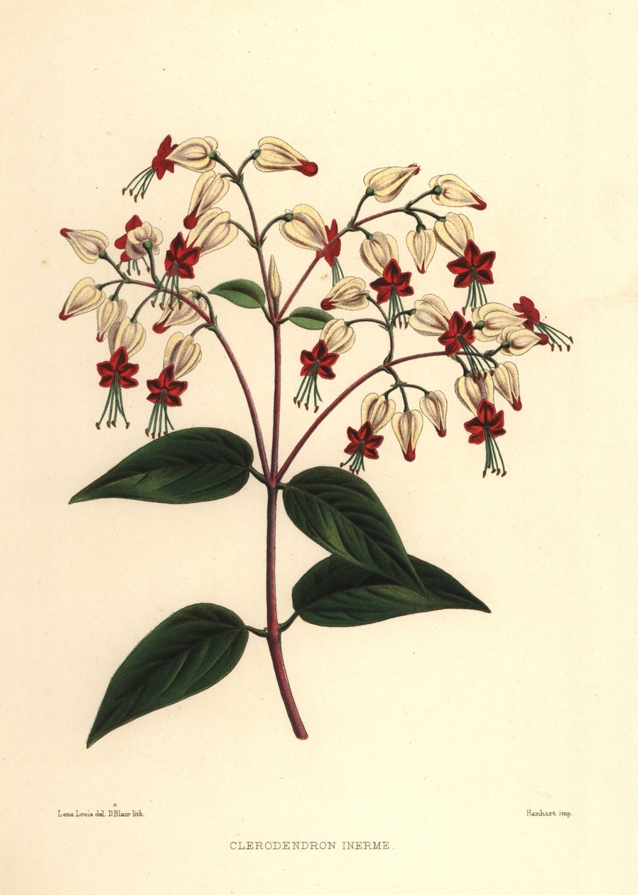 Krwawiący krzew chwały lub krzew piękności, Clerodendrum thomsoniae (Clerodendron inerme, Clerodendron thomsones) autorstwa Unknown