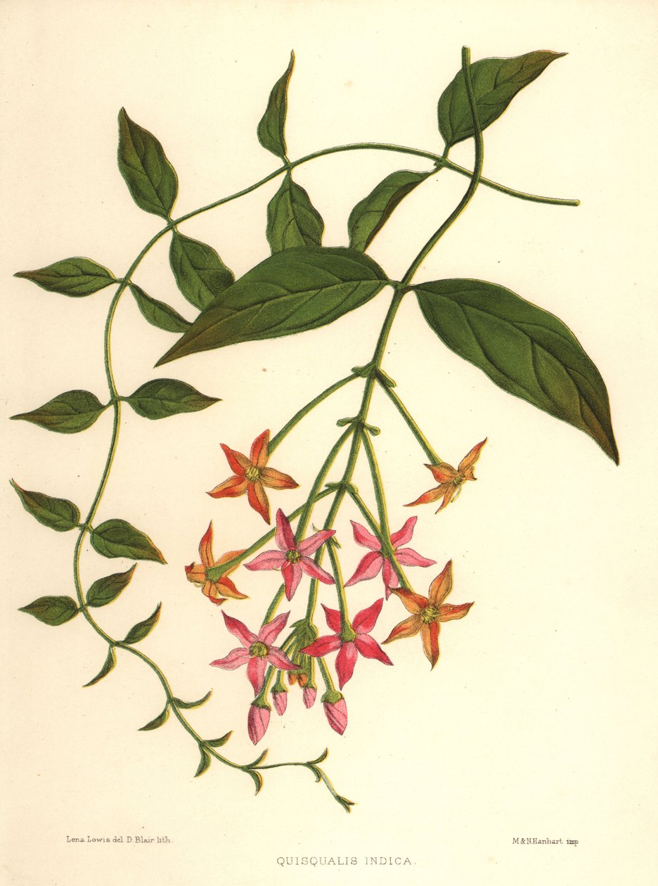wiciokrzew chiński lub pnącze, Combretum indicum (Quisqualis indica) autorstwa Unknown