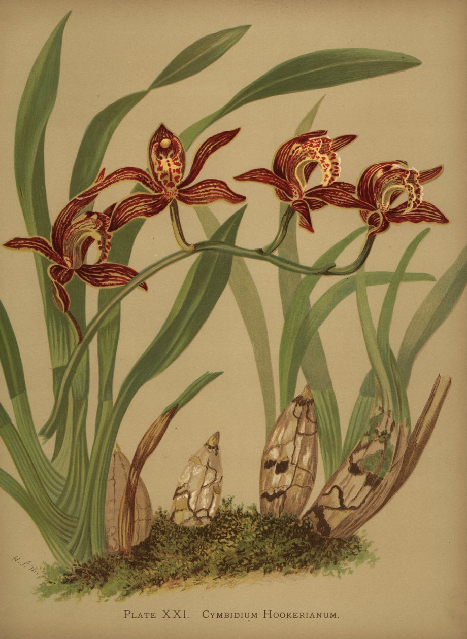 Storczyk Cymbidium hookerianum autorstwa Unknown