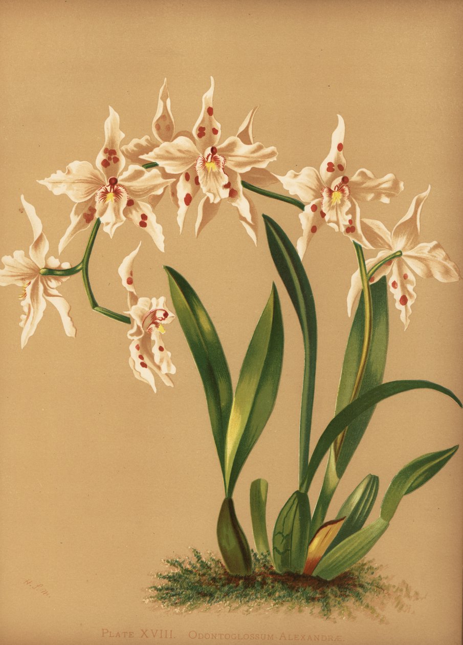 Tańcząca orchidea, Oncidium alexandrae (Odontoglossum alexandrae) autorstwa Unknown