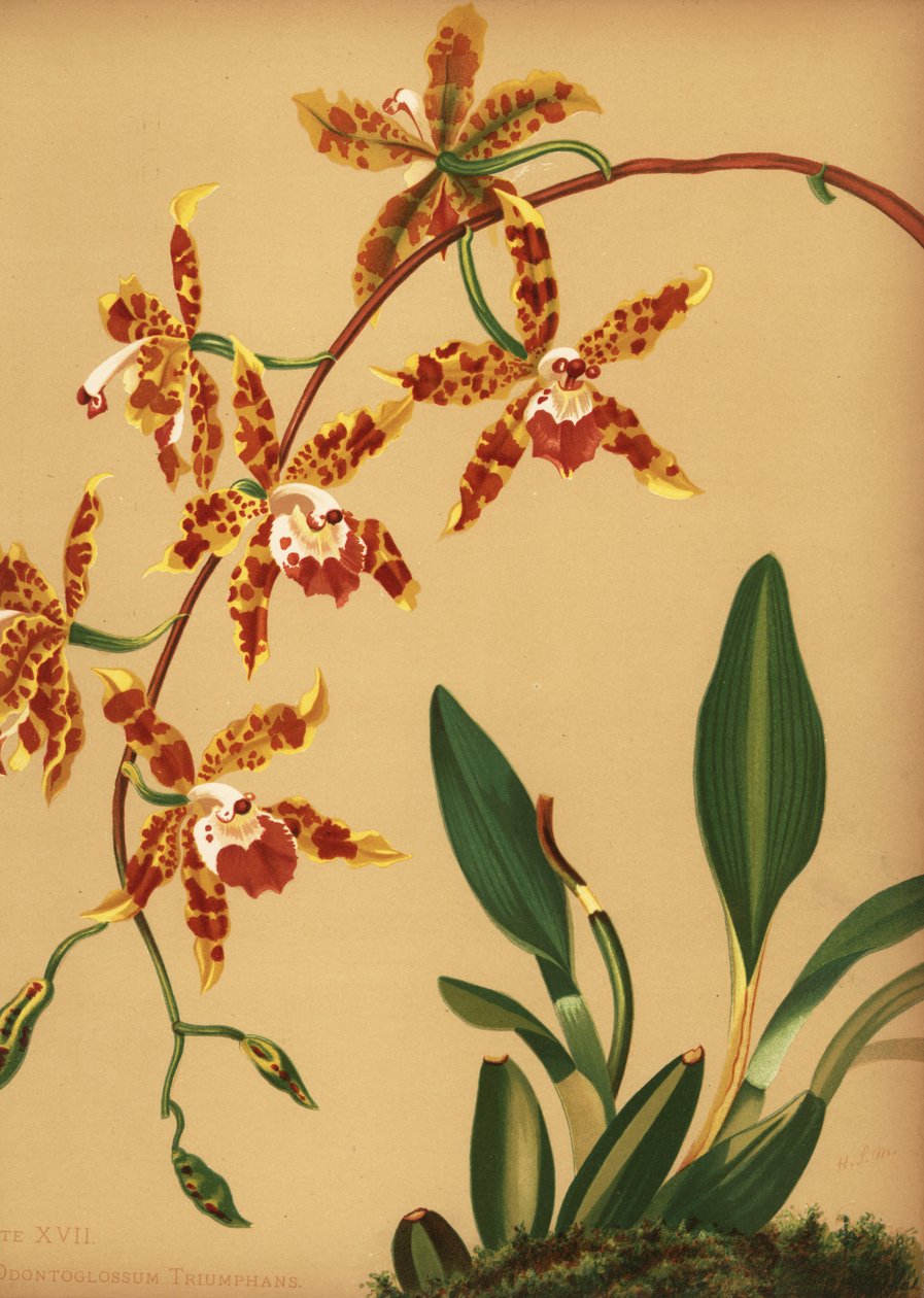 Tańcząca orchidea pospolita, Oncidium spectabilis (Odontoglossum triumphans) autorstwa Unknown