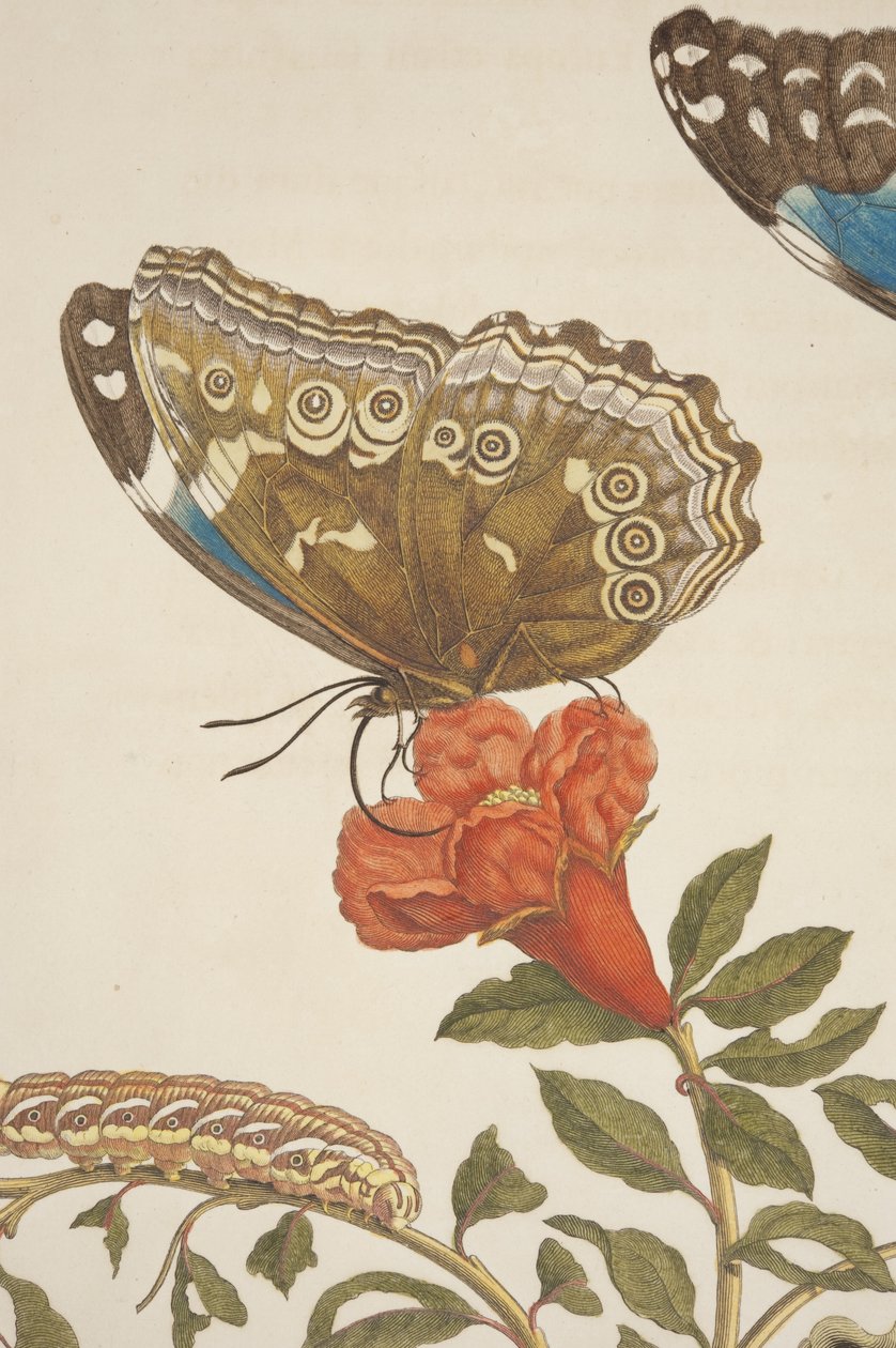 Fragment ryciny IX z Metamorphosis Insectorum Surinamensium autorstwa Marii Sibylli Merian, 1705 autorstwa Unknown