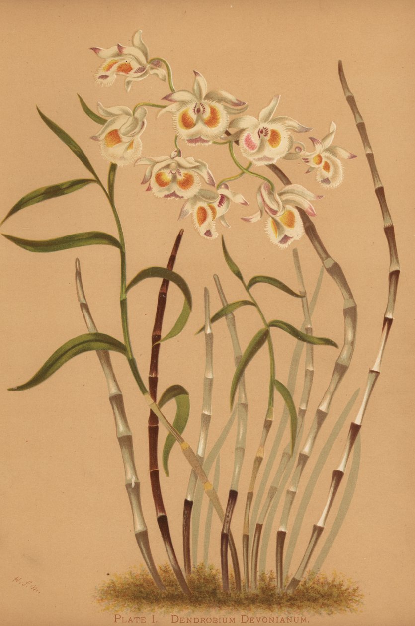 Devon dendrobium orchidea, Dendrobium devonianum autorstwa Unknown