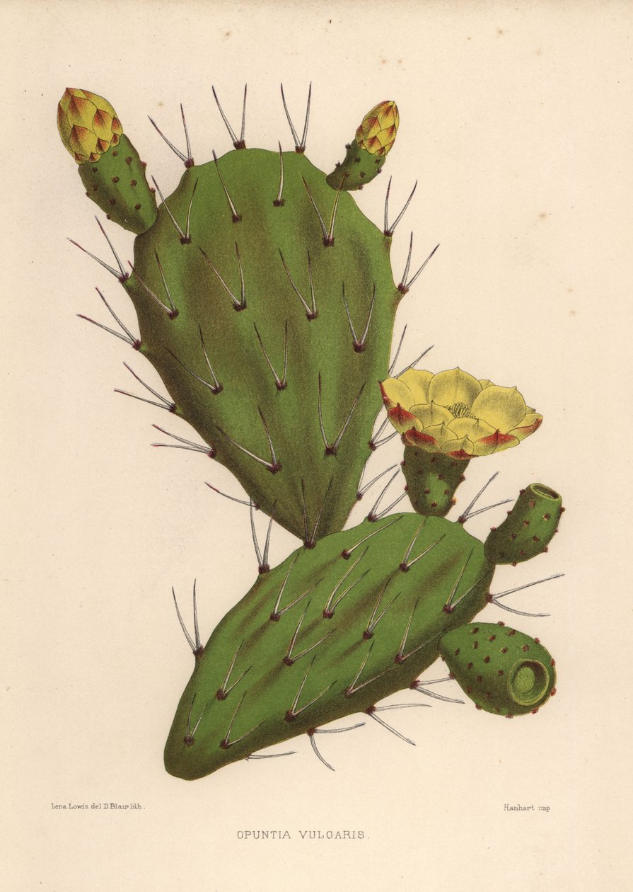 Opuncja wschodnia , Opuntia ficus-indica ( Opuntia vulgaris ) autorstwa Unknown