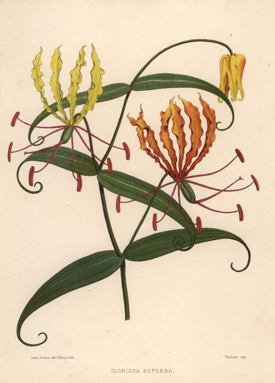 Płomienna lilia, Gloriosa superba autorstwa Unknown