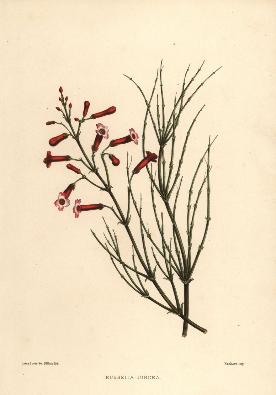 Roślina krzewiasta lub petarda, Russelia equisetiformis (Russelia juncea) autorstwa Unknown
