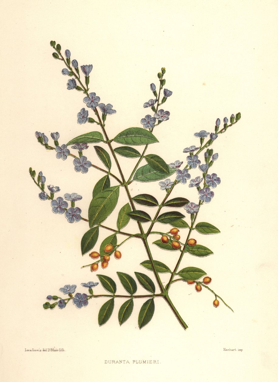Złota kropla rosy, jagoda gołębia lub kwiat nieba, Duranta erecta (Duranta plumieri) autorstwa Unknown