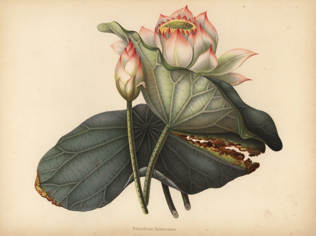 Lotos indyjski , Nelumbo nucifera (Nelumbium speciosum) autorstwa Unknown