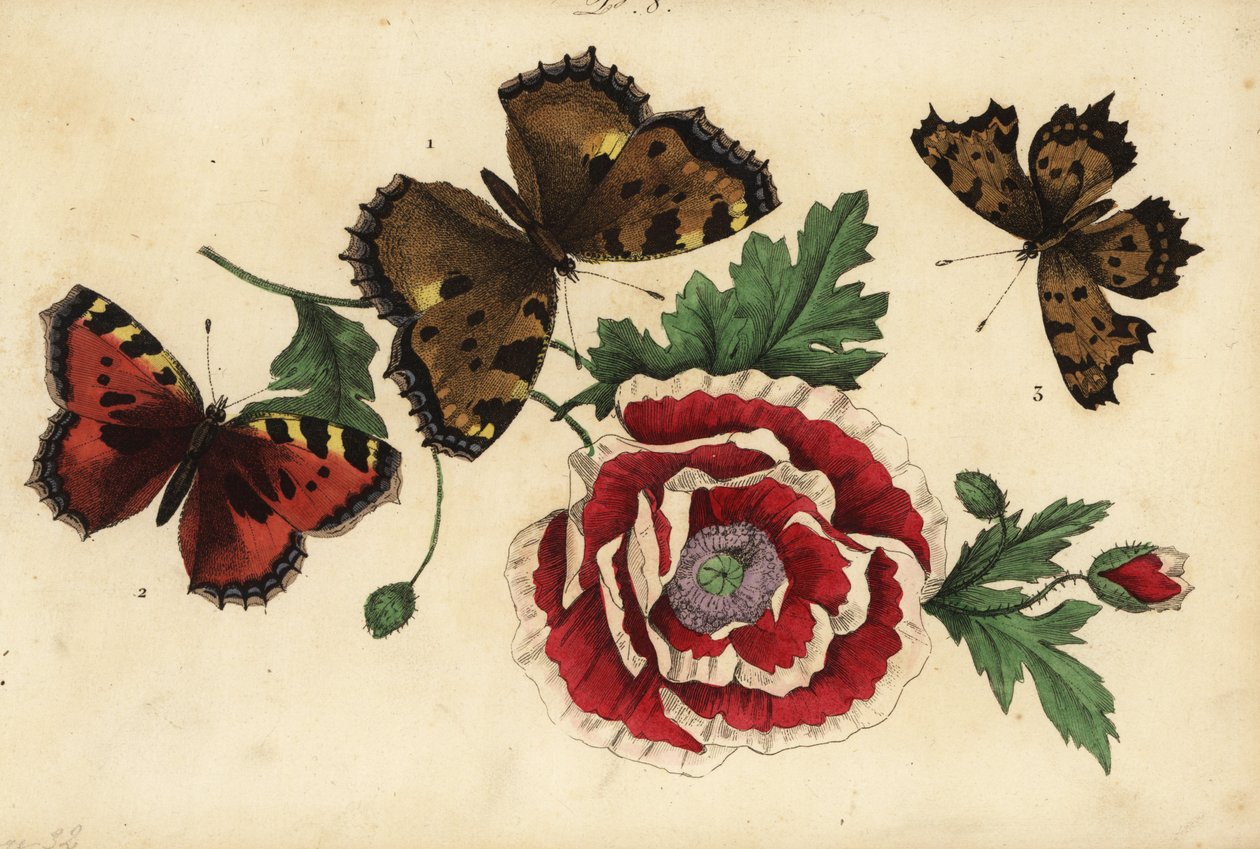Duży szylkret, Nymphalis polychloros 1, mały szylkret, Aglais urticae 2 i motyl przecinek, Polygonia c-album 3, z makiem autorstwa Unknown