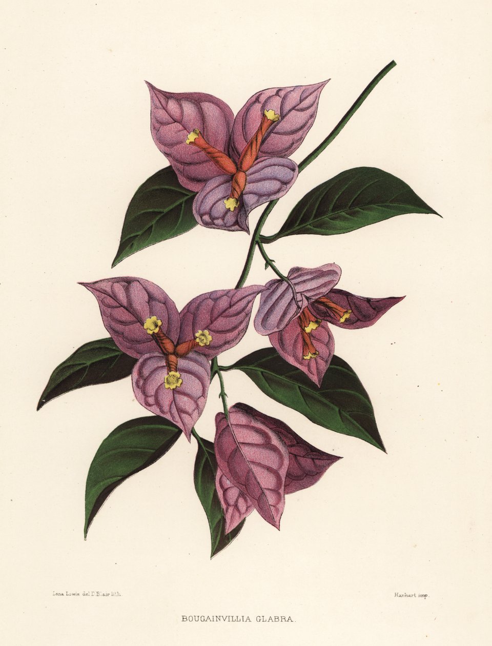 Mała bugenwilla lub papierowy kwiat, Bougainvillea glabra (Bougainvillia glabra) autorstwa Unknown