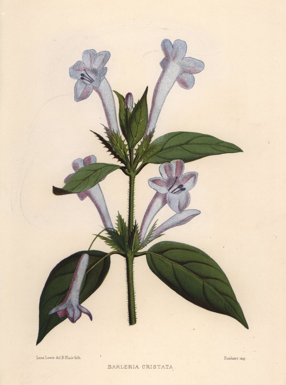 fiołek filipiński, barleria bluebell lub fiołek czubaty fiołek filipiński, Barleria cristata autorstwa Unknown