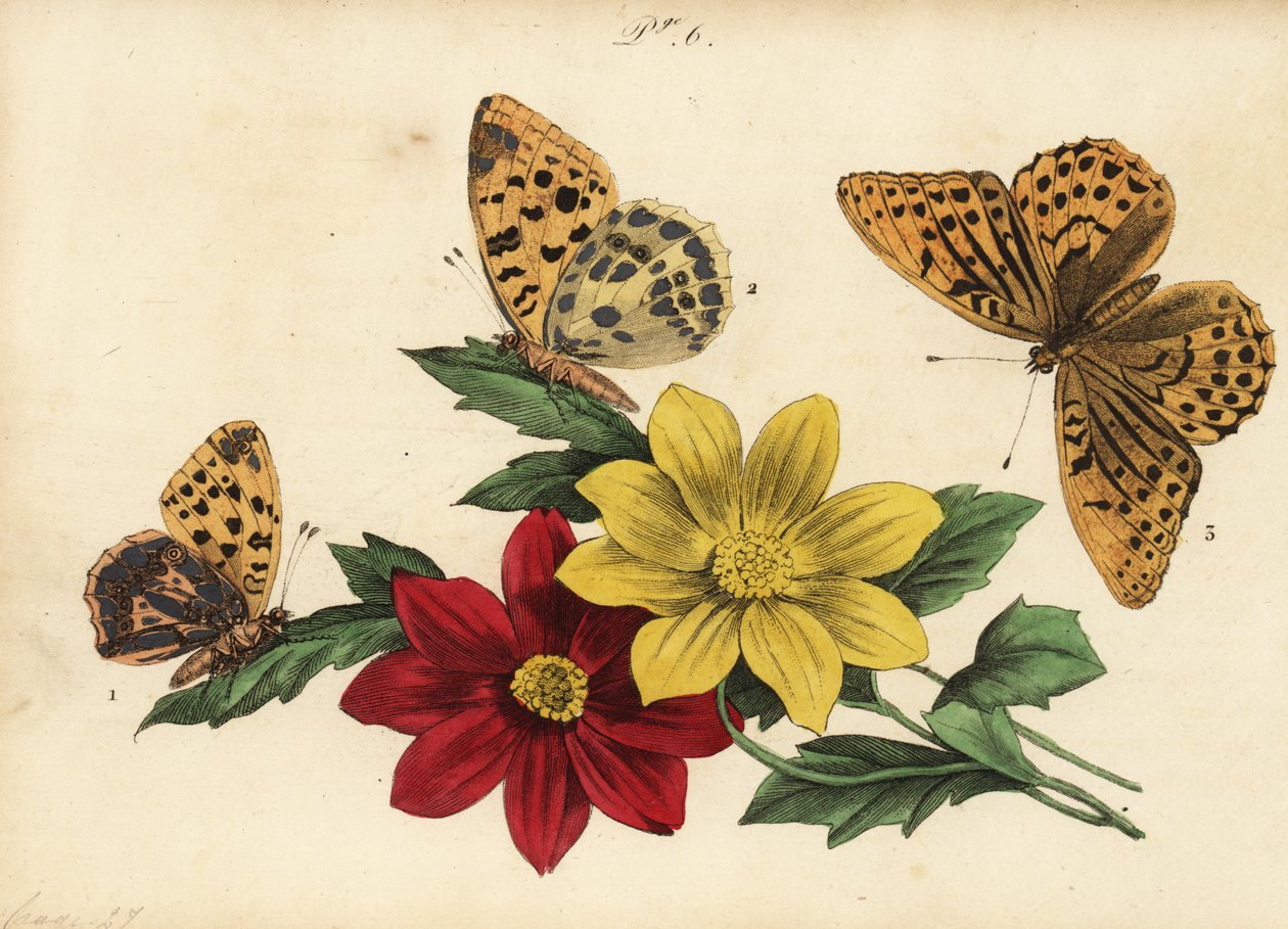 Fritillary Queen of Spain, Issoria lathonia 1, fritillary ciemnozielone, Argynnis aglaja 2 i fritillary posrebrzane, Argynnis paphia 3 autorstwa Unknown