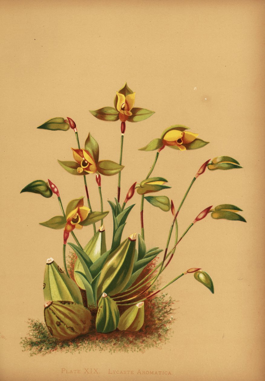 Słodka pachnąca orchidea z lycaste, Lycaste aromatyczna autorstwa Unknown