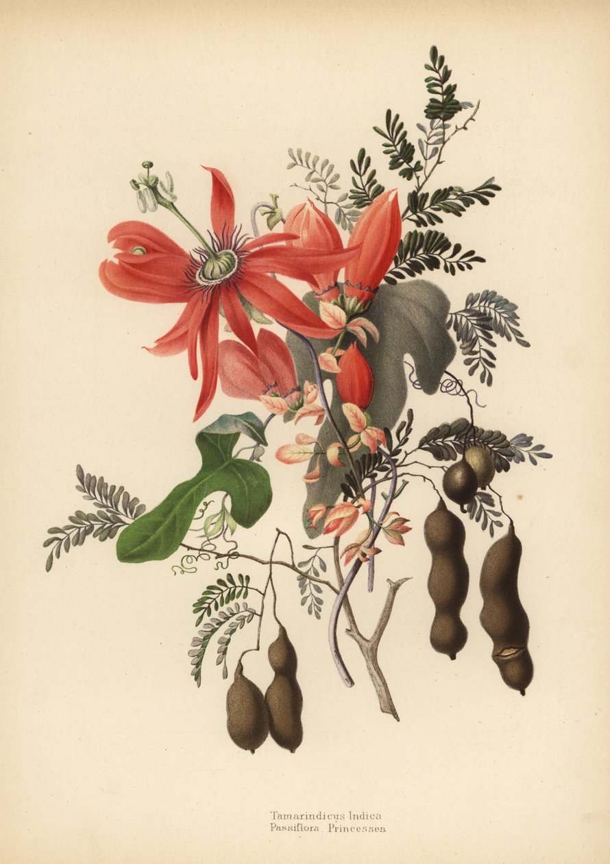Tamaryndowiec, Tamarindus indica i passiflora czerwona, Passiflora racemosa (Passiflora princeps) autorstwa Unknown