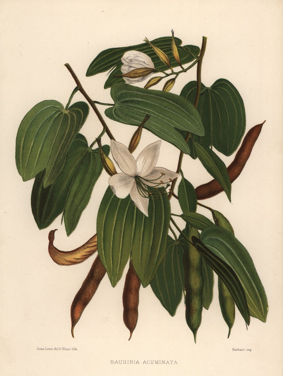 Biała orchidea, Bauhinia acuminata autorstwa Unknown