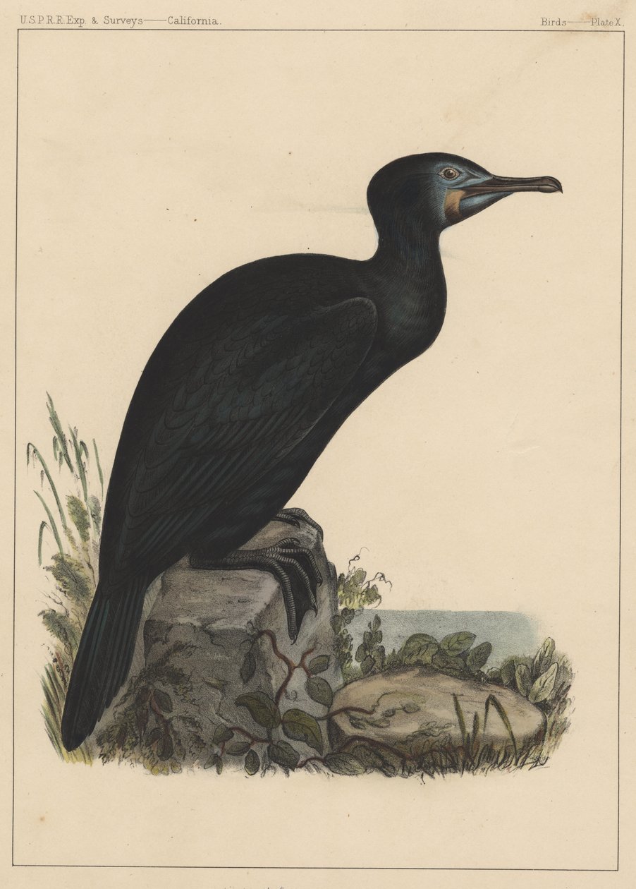 Ptaki, plansza X, 1855 autorstwa American School