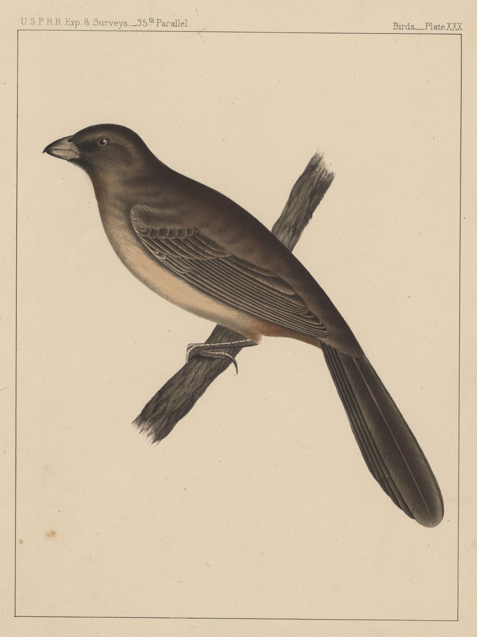 Ptaki, Płyta XXX, 1855 autorstwa American School