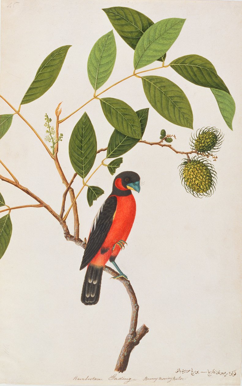 Broadbill czarno-czerwony, z Rysunków ptaków z Malakki, ok. 1805-18 (wc na papierze) autorstwa Chinese School