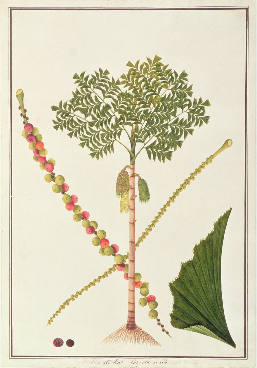 Palma Fishtail, z Rysunków roślin z Malakki, ok. 1805-18 (wc na papierze) autorstwa Chinese School