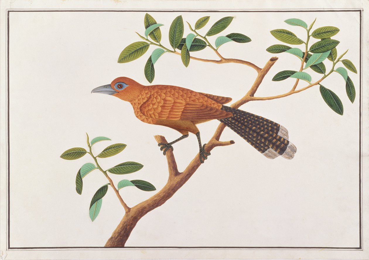 Raffles Malkoha, z Rysunków ptaków z Malakki, ok. 1805-18 (wc na papierze) autorstwa Chinese School