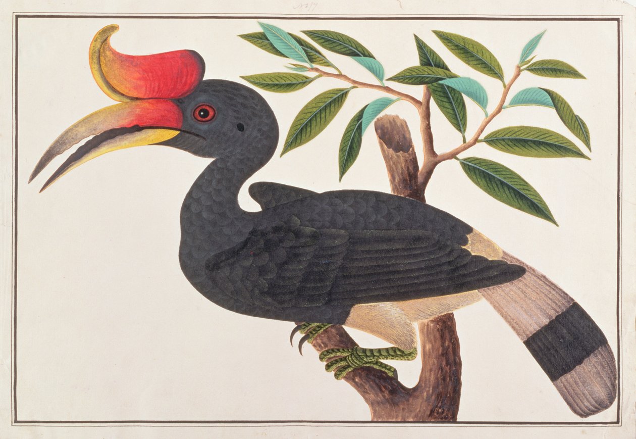 Rhinoceros Hornbill, z Rysunków ptaków z Malakki, ok. 1805-18 (wc na papierze) autorstwa Chinese School