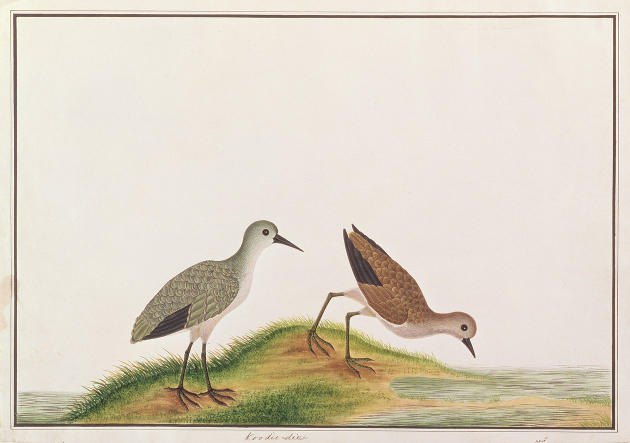 Sandpiper, z Rysunków ptaków z Malakki, ok. 1805-18 (wc na papierze) autorstwa Chinese School