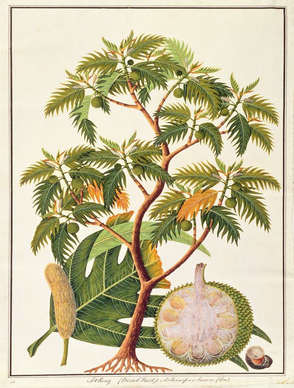 Sookong (owoc chlebowy) i Artocarpus Incisa (Lin) z Rysunków roślin z Malakki, ok. 1805-18 (wc na papierze) autorstwa Chinese School