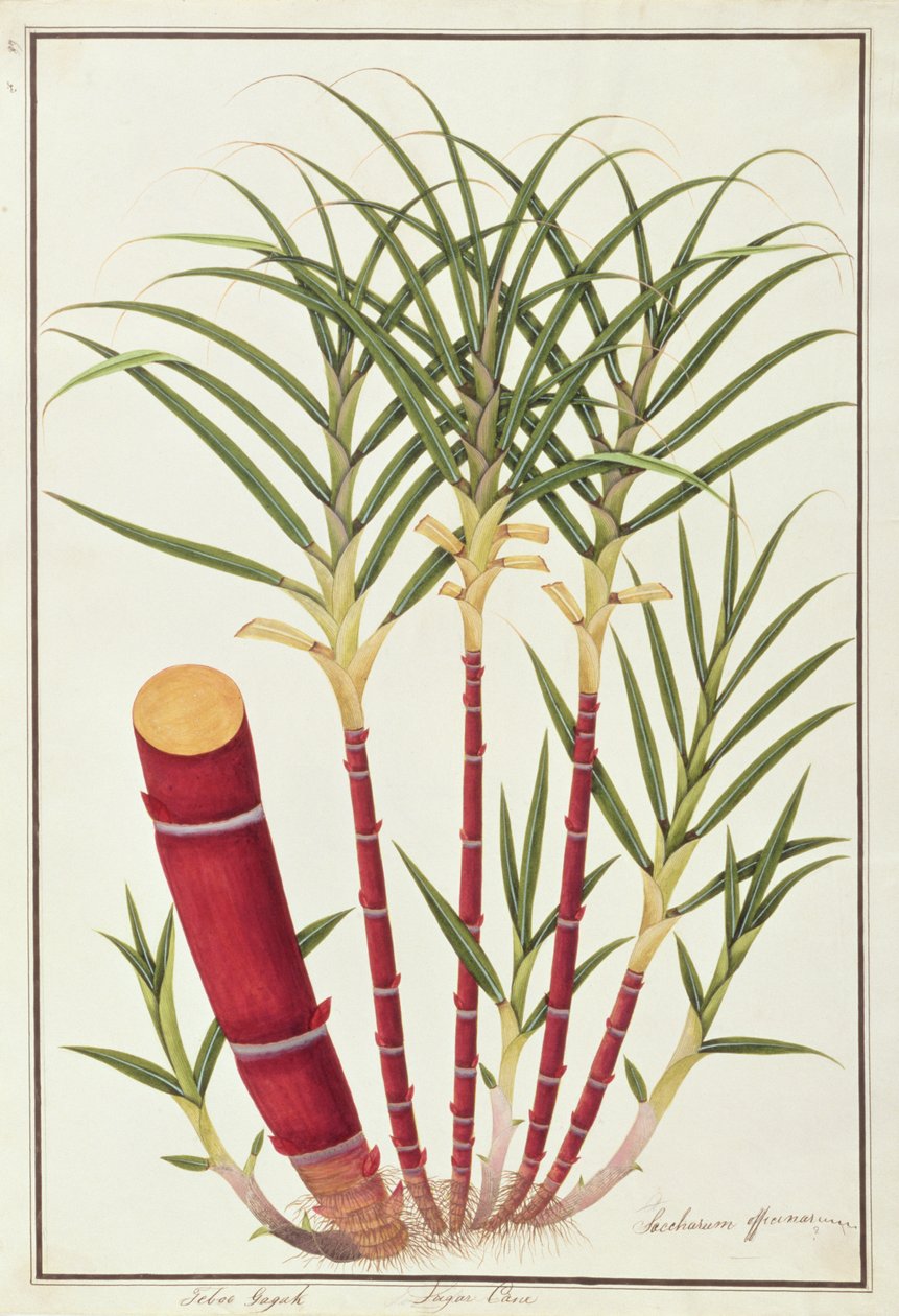 Trzcina cukrowa, Teboo Gagak, z Rysunków roślin z Malakki, ok. 1805-18 (wc na papierze) autorstwa Chinese School