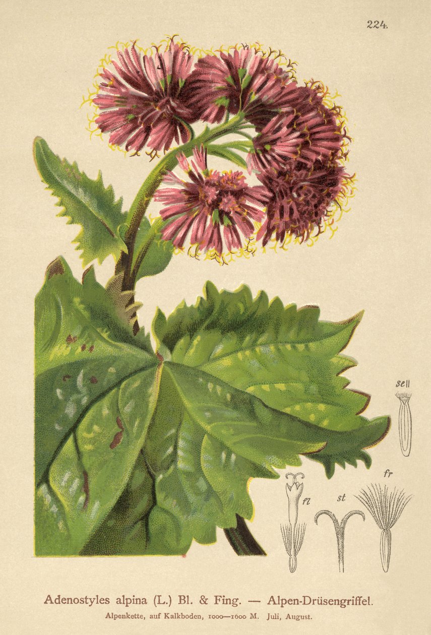 Adenostyle (Adenostyles alpina, Adenostyles glabra) autorstwa German School