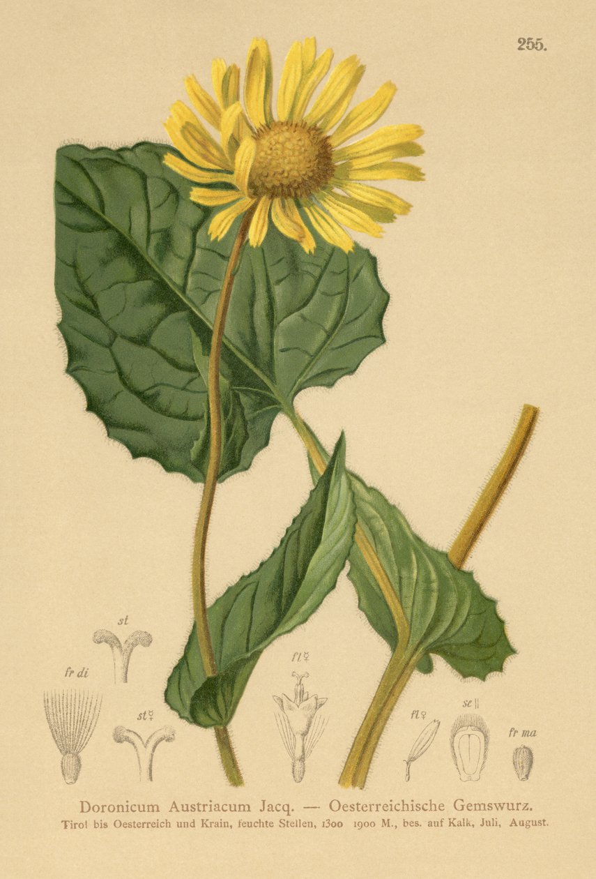Lamparty austriackie (Doronicum Austriacum) autorstwa German School