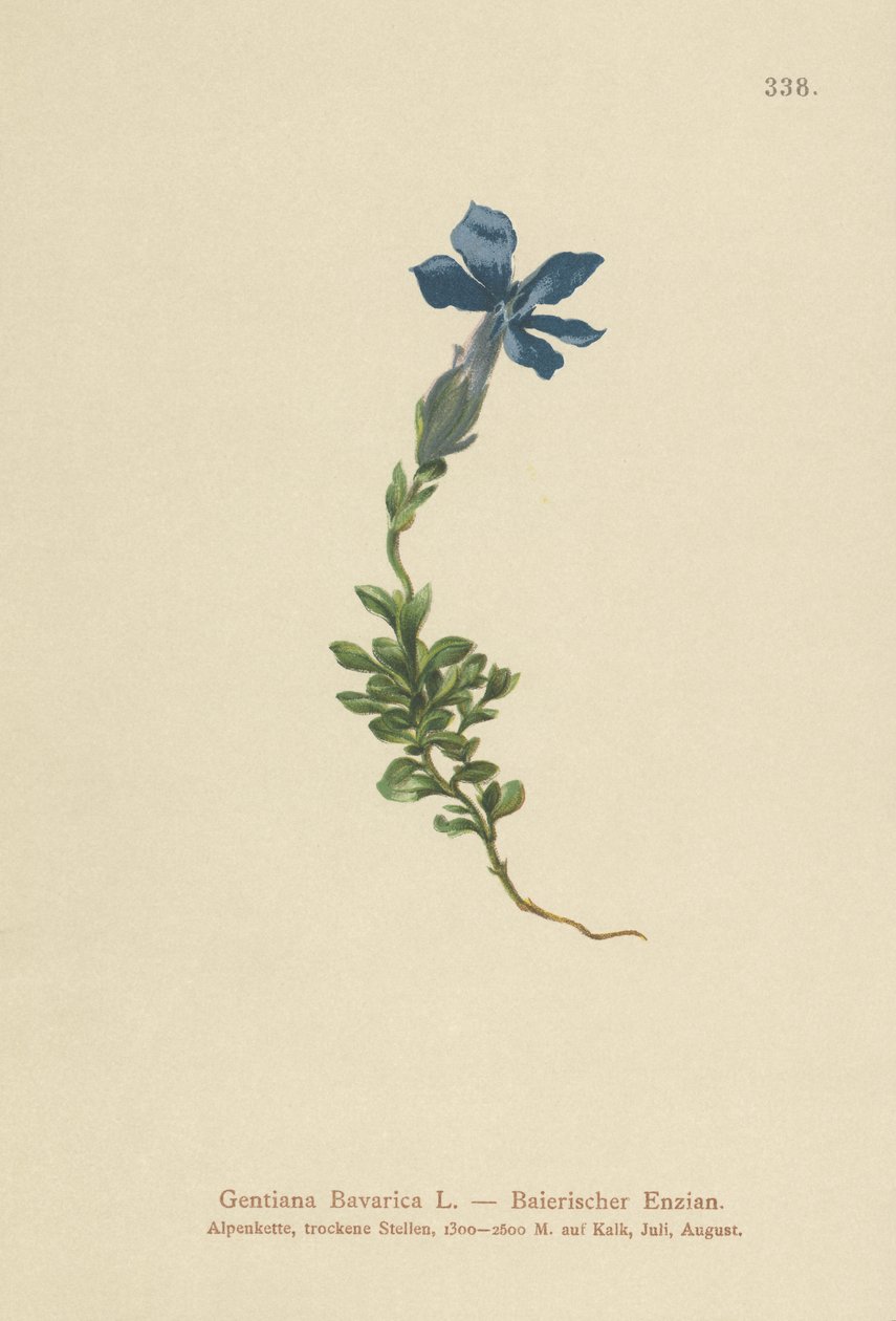 Goryczka bawarska (Gentiana Bavarica) autorstwa German School