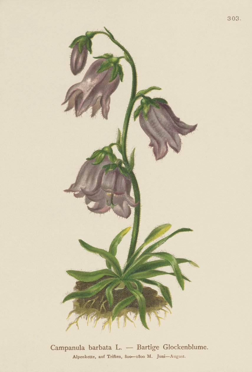 Dzwonek brodaty (Campanula barbata) autorstwa German School