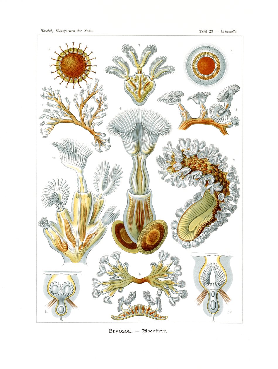 Bryozoa, 1899-1904 autorstwa German School