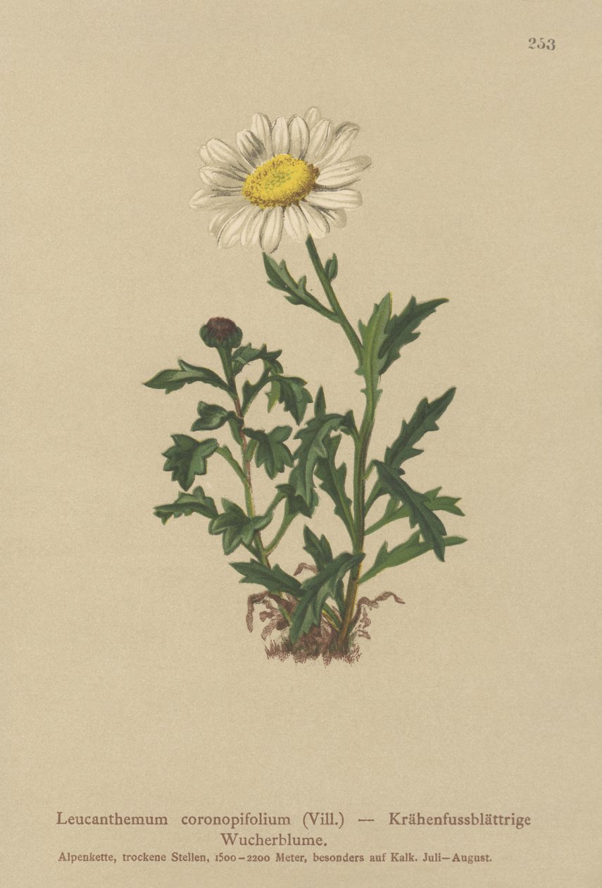 Stokrotka (Leucanthemum coronopifolium, Chrysanthemum coronopifolium, Chrysanthemum alpestre) autorstwa German School