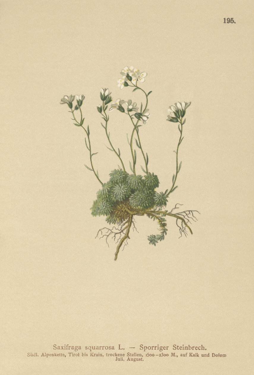 Dolomity Skalnica (Saxifraga squarrosa) autorstwa German School