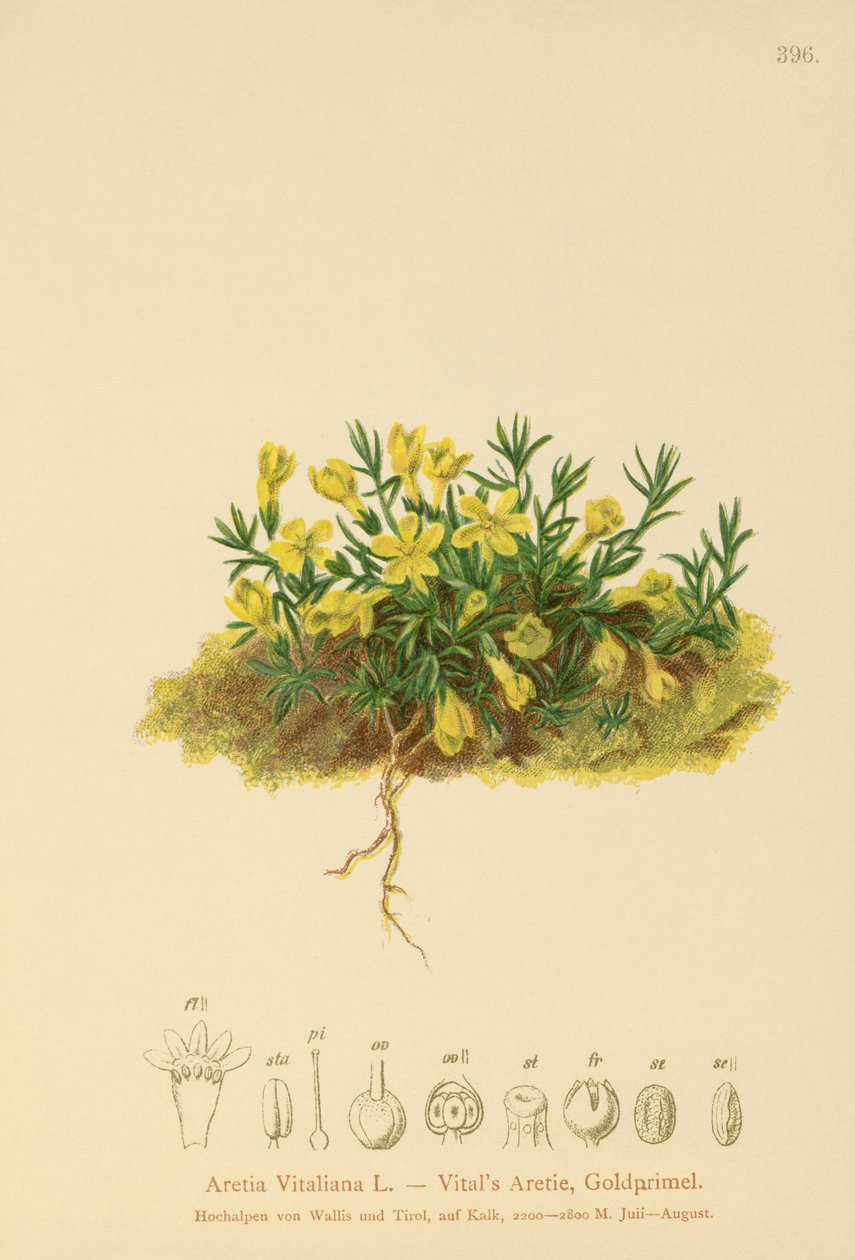 Golden Primerose (Primula vitaliana, Aretia Vitaliana, Vitaliana primiiflora) autorstwa German School