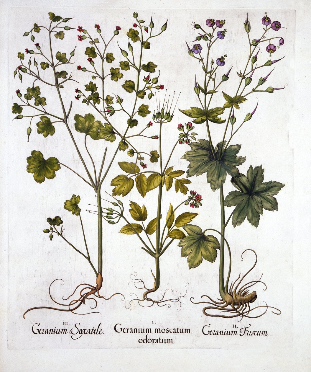 Hardy Geranium, z Hortus Eystettensis, Basil Besler (1561-1629), wyd. 1613 (grawerowanie ręcznie kolorowane) autorstwa German School