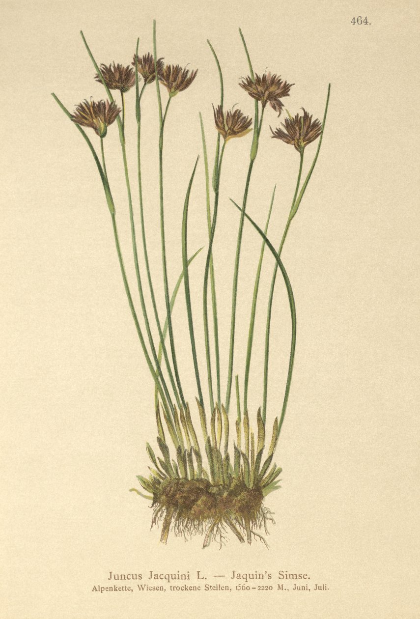 Jacquin Rush (Juncus Jacquini) autorstwa German School