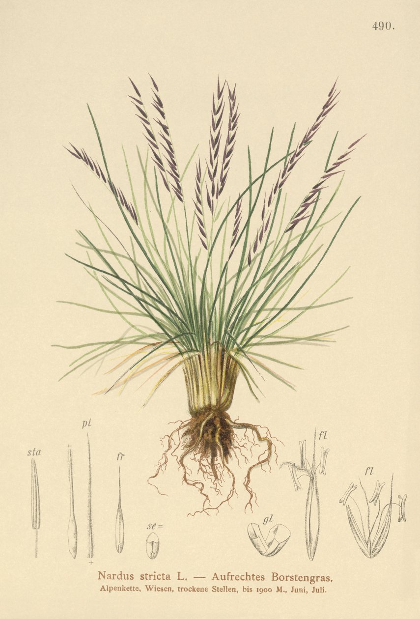 Mt Grass (Sardus Tight) autorstwa German School