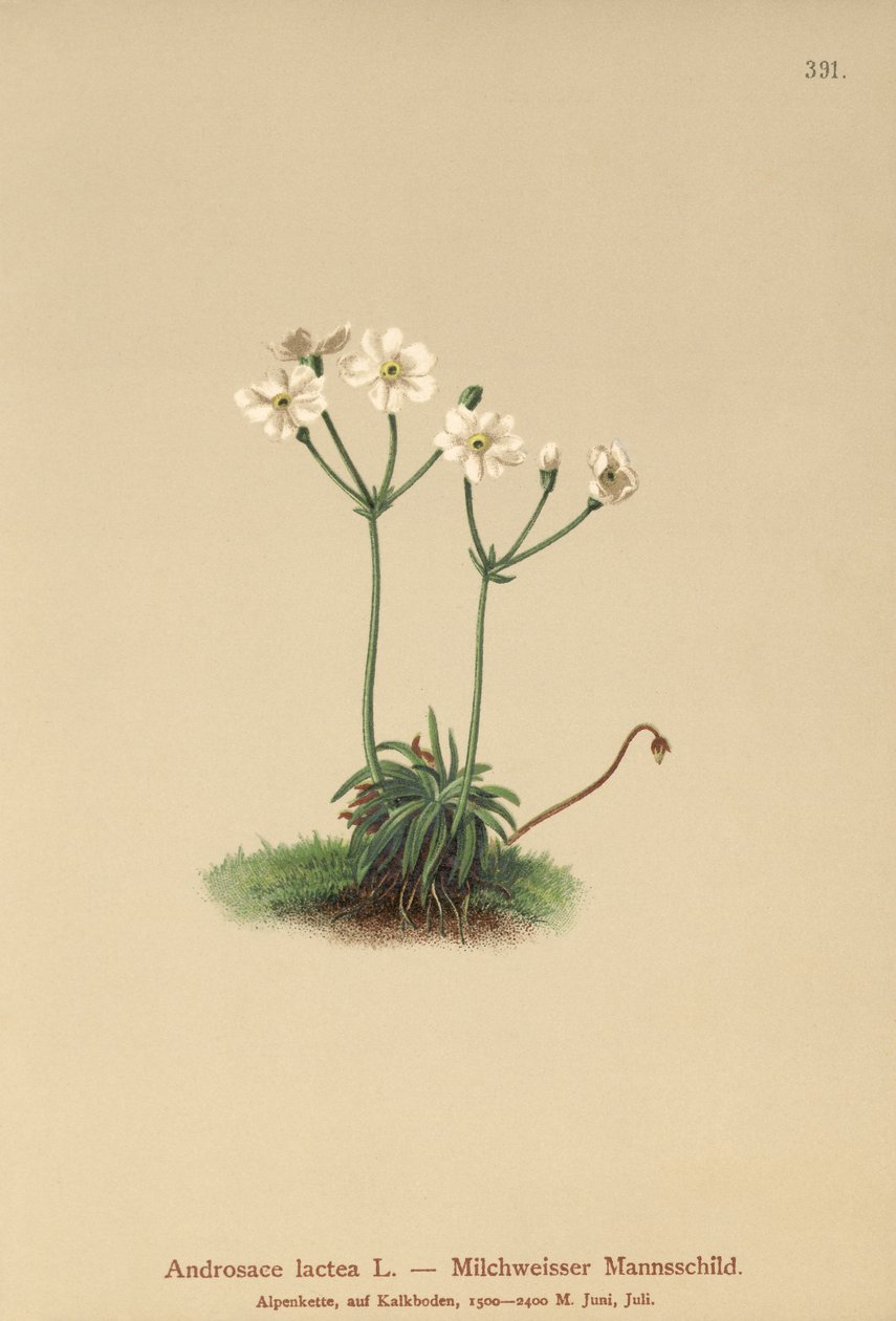Jaśmin mlecznobiały (Androsace lactea, Androsace lactiflora) autorstwa German School