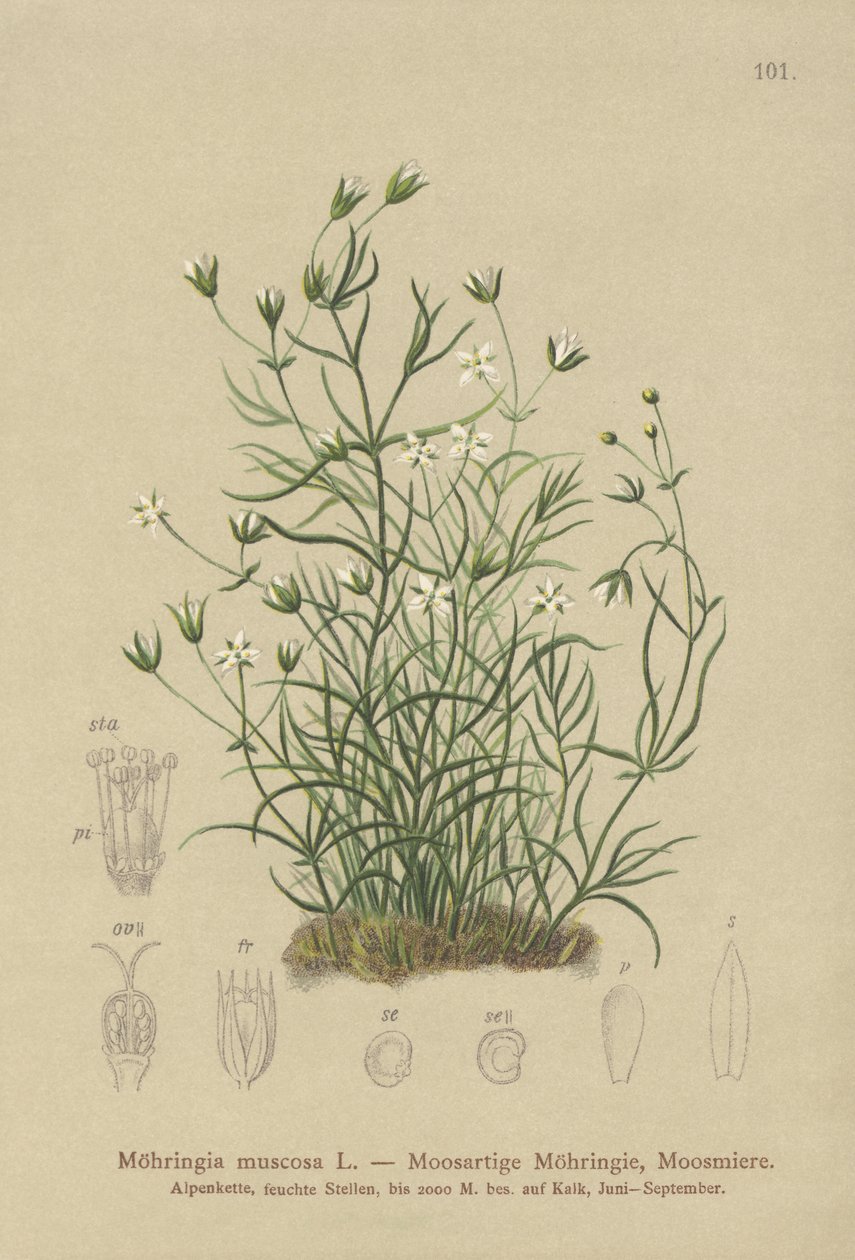 Sandwort omszony (Moehringia muscosa, Möhringia muscosa) autorstwa German School