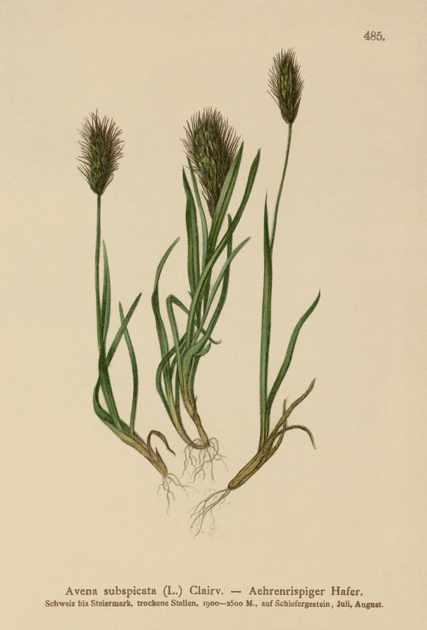 Owsianka (Avena subspicata) autorstwa German School