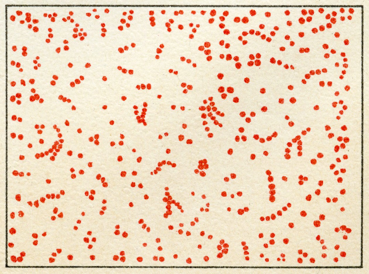 Próbka bakterii Micrococcus c.1890 (chromolitografia kolorowa) autorstwa German School