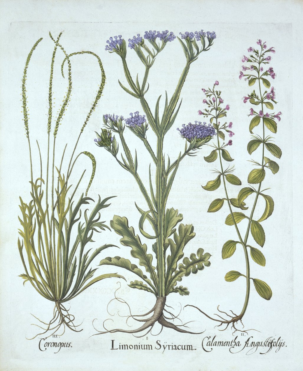 Lawenda morska, rzeżucha, Calamint, z Hortus Eystettensis, Basil Besler (1561-1629), wyd. 1613 (grawerowanie ręcznie kolorowane) autorstwa German School